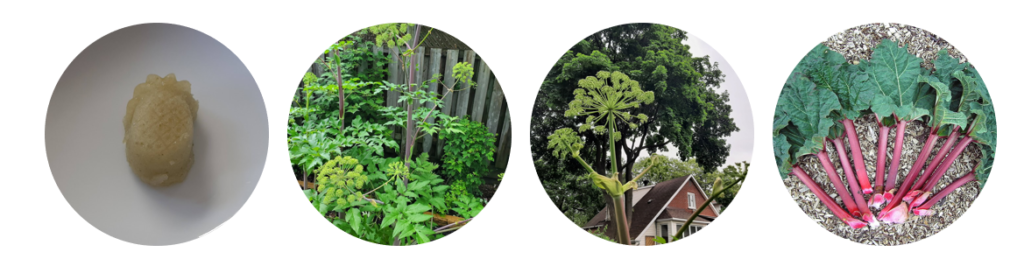 sorbet angélique et rhubarbe