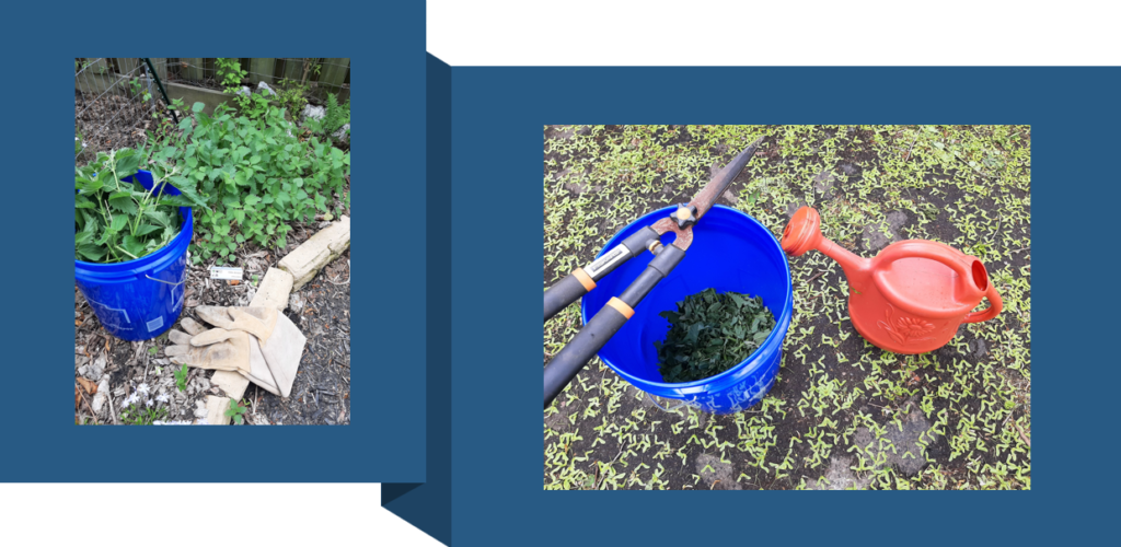 recette du purin d'ortie